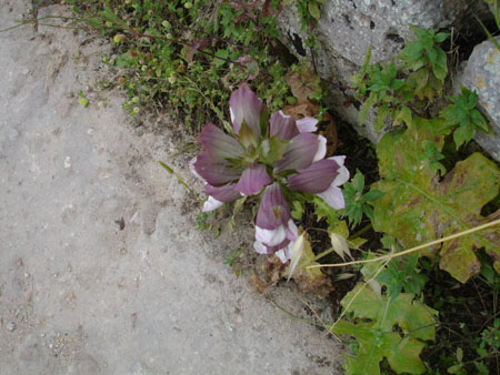 Foto Sicilia - 067